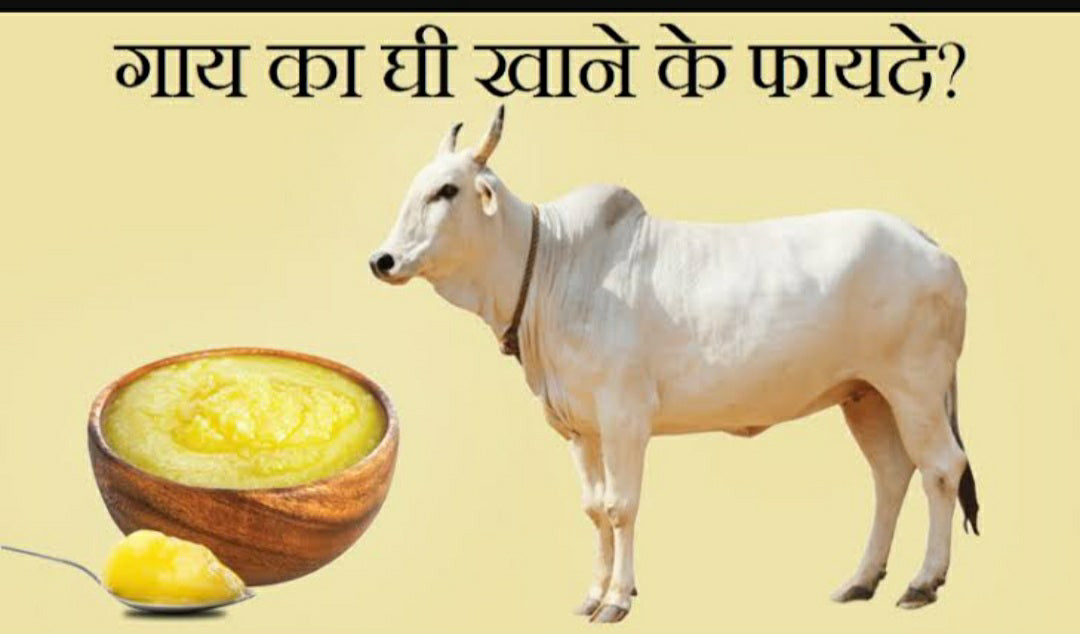 Shuddh Desi Gay Ke Ghee Ke Fayde – Swasthya Aur Aadhyatmikta Ka Amrit
