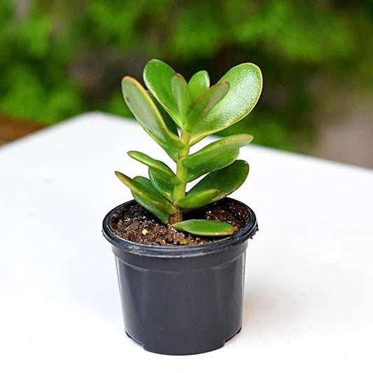 Crassula Ovata Jade Vastu Plant Kuber Plant